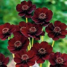 Cosmos Seeds