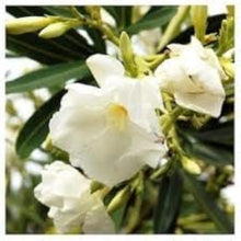 White Oleander Flower Seeds