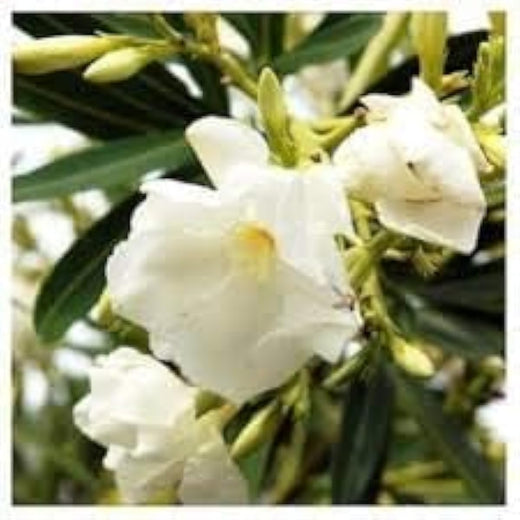 White Oleander Flower Seeds