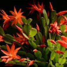 Christmas Cactus Seeds - Orange
