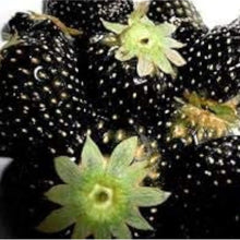 Black Strawberry Seeds