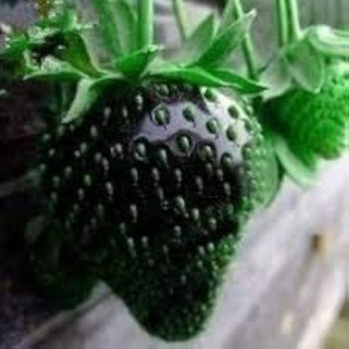 Black Strawberry Seeds up to 50%