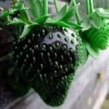 Black Strawberry Seeds
