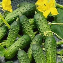 Podmoskovnyye Cucumber Seeds