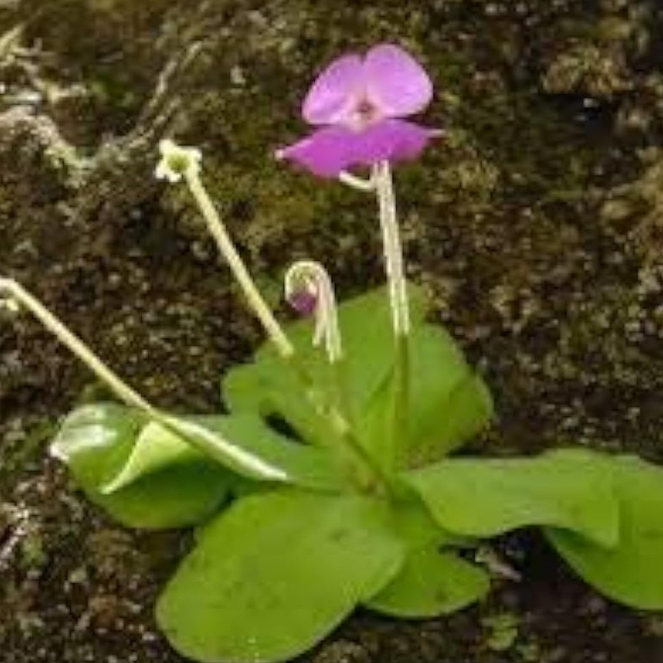 Purple Butterwort Seeds
