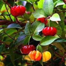 Pitanga Seeds