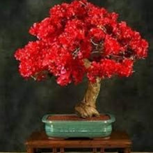 Red Bougainvillea Flower Seeds