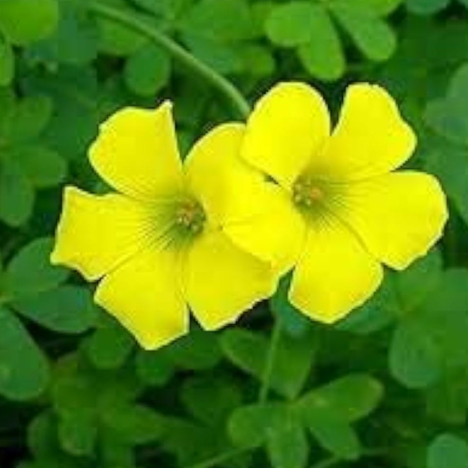 Yellow Wood Sorrel Seeds up to 50%