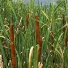Dwarf Cattail Seeds