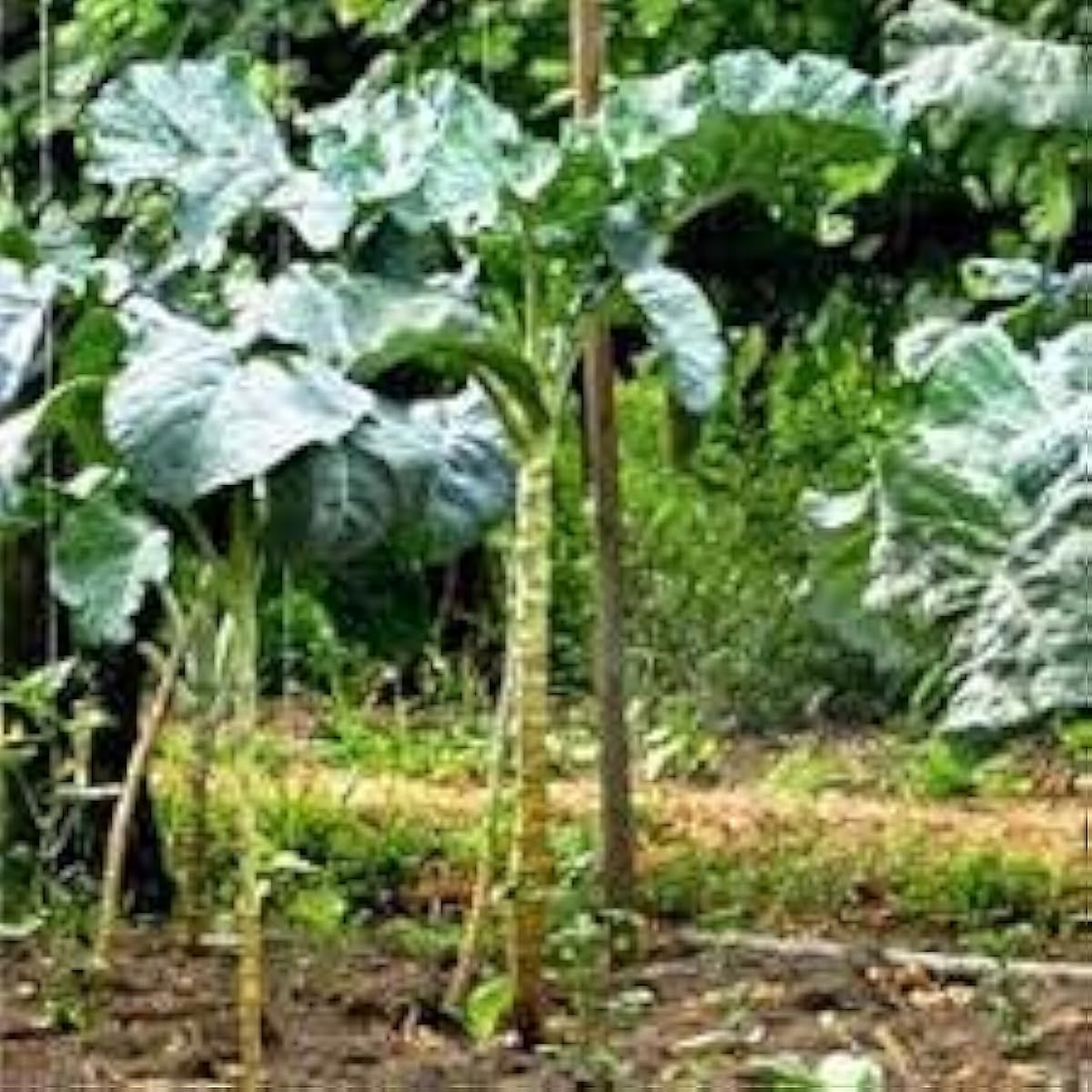Walking Stick Kale Seeds up to 50%
