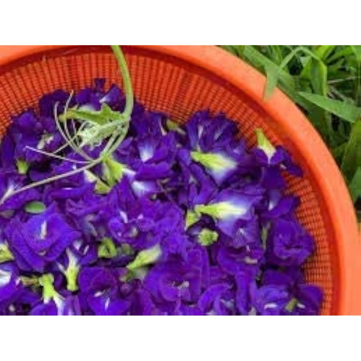 Purple Clitoria Ternatea Seeds up to 50%