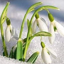 Snowdrop Seeds