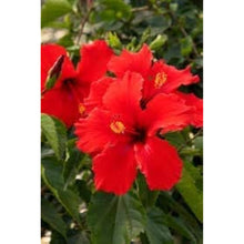 Double Red Hibiscus Seeds