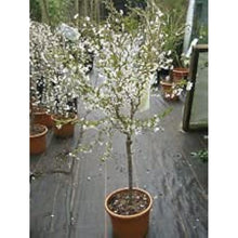 Dwarf Cherry Tree Seeds