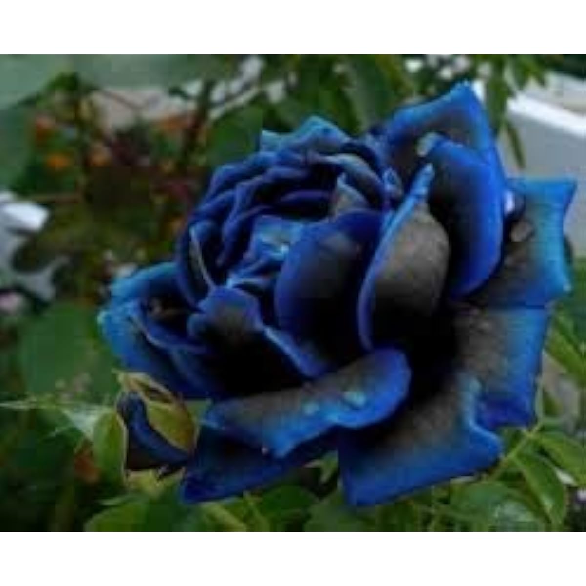 Midnight Supreme Rose Seeds up to 50%