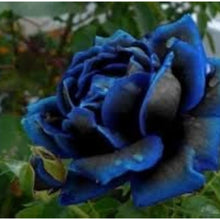 Midnight Supreme Rose Seeds