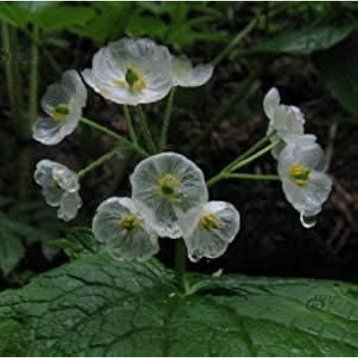Skeleton Flowers Seeds ¨C Unique Ornamental Blooms ¨C up to 50%