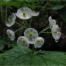 Skeleton Flower Seeds