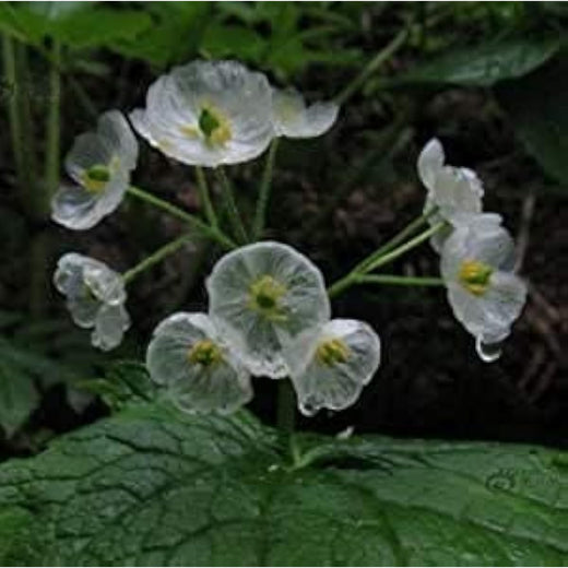 Skeleton Flower Seeds
