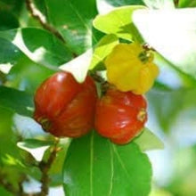 Surinam Cherry Seeds