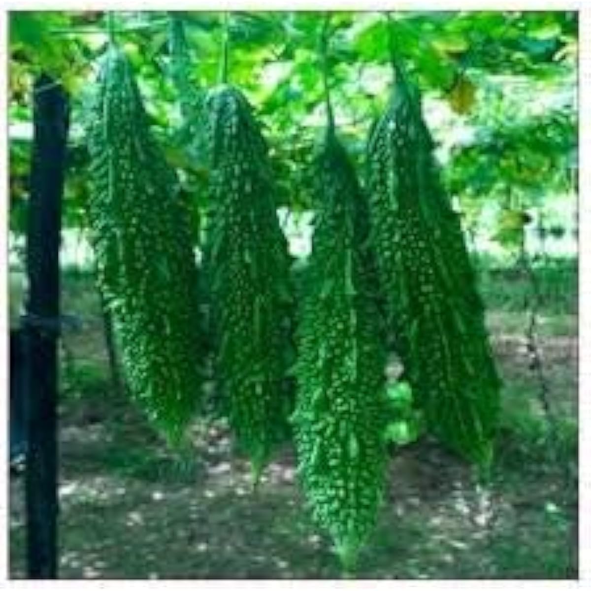 Green Bitter Melon Seeds up to 50%