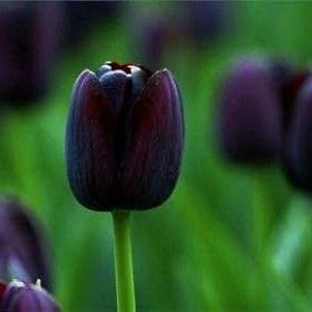 Black Tulip Flower Seeds up to 50%