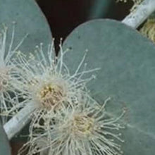 Silver Dollar Eucalyptus Seeds