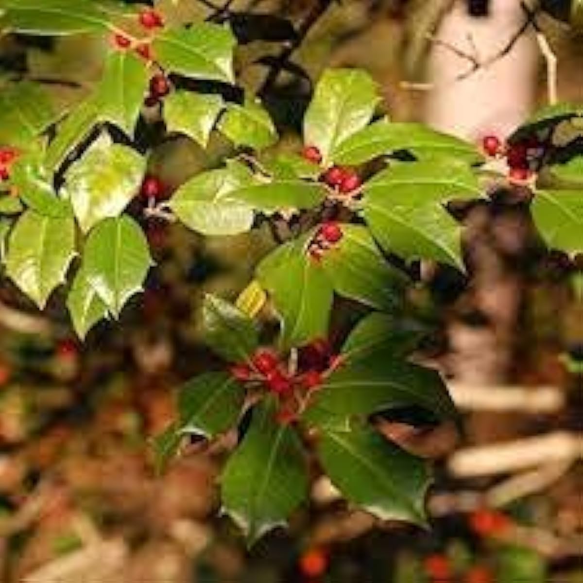 American Holly Plant Seeds – up to 50%