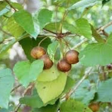 Tung Oil Tree Seeds