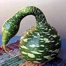 Speckled Swan Gourd Seeds