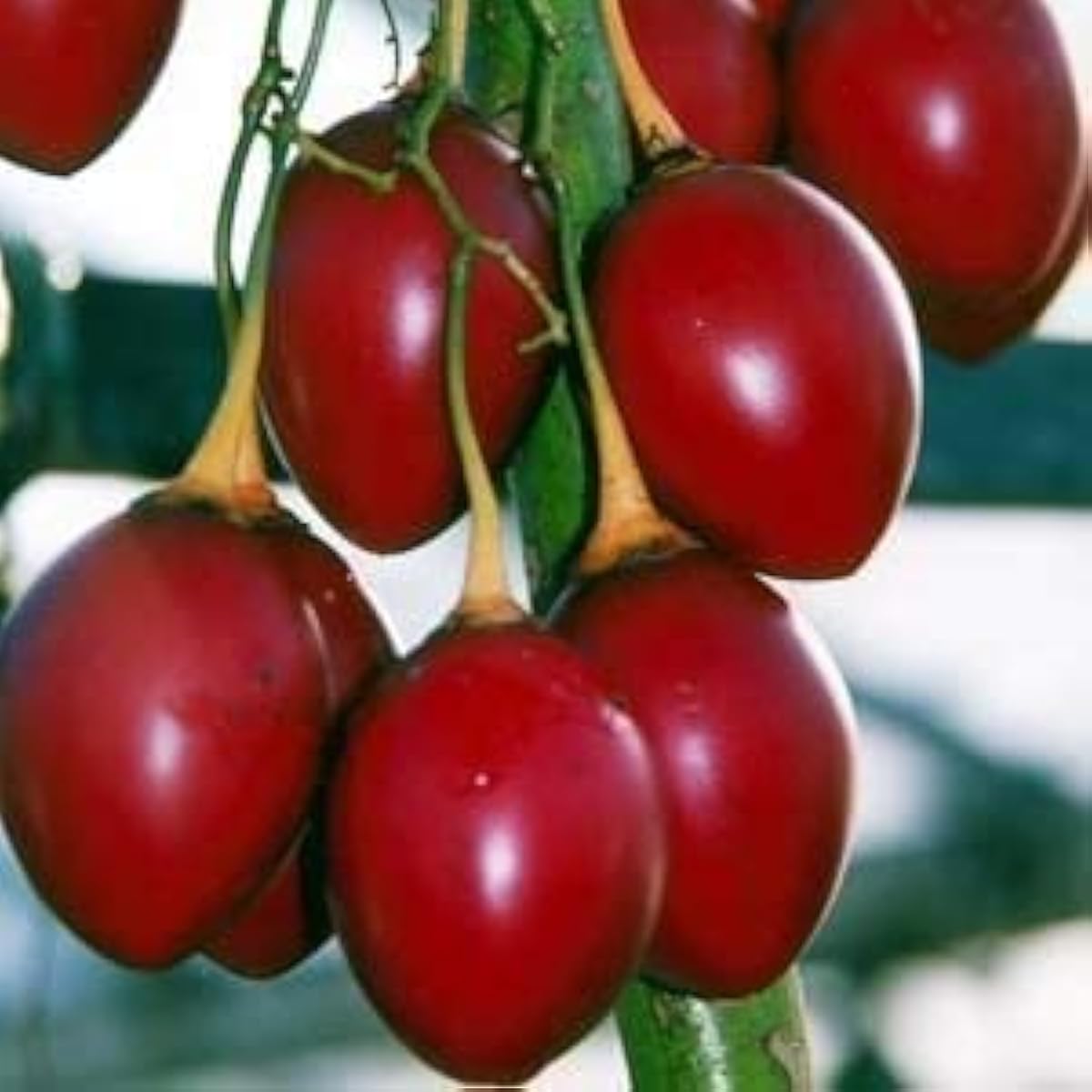 Tamarillo Plant Seeds up to 50%