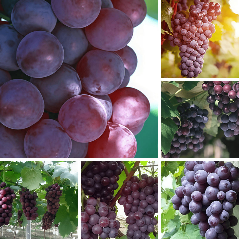 Grape Seeds up to 50%