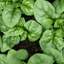Spinach Seeds