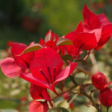 Red Bougainvillea Flower Seeds
