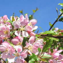 Chinese Crabapple Seeds