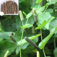 Piper Longum Long Pepper Vegetable Seeds