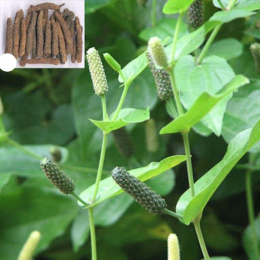 Piper Longum Long Pepper Vegetable Seeds