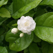 Jasmine Flower Seeds