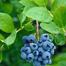 Blueberry Seeds