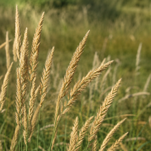 Crested Wheatgrass Seeds