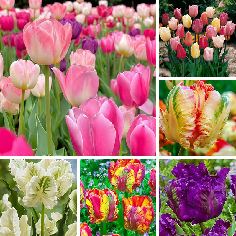 Tulip Seeds up to 50%