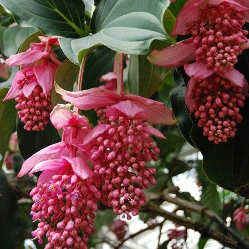 Pink Medinilla Flower Seeds