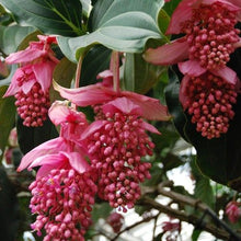 Pink Medinilla Flower Seeds