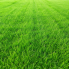 Pixie Grass Seed