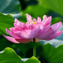 Lotus Seeds