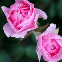 Pink Rose Seeds for Garden Planting