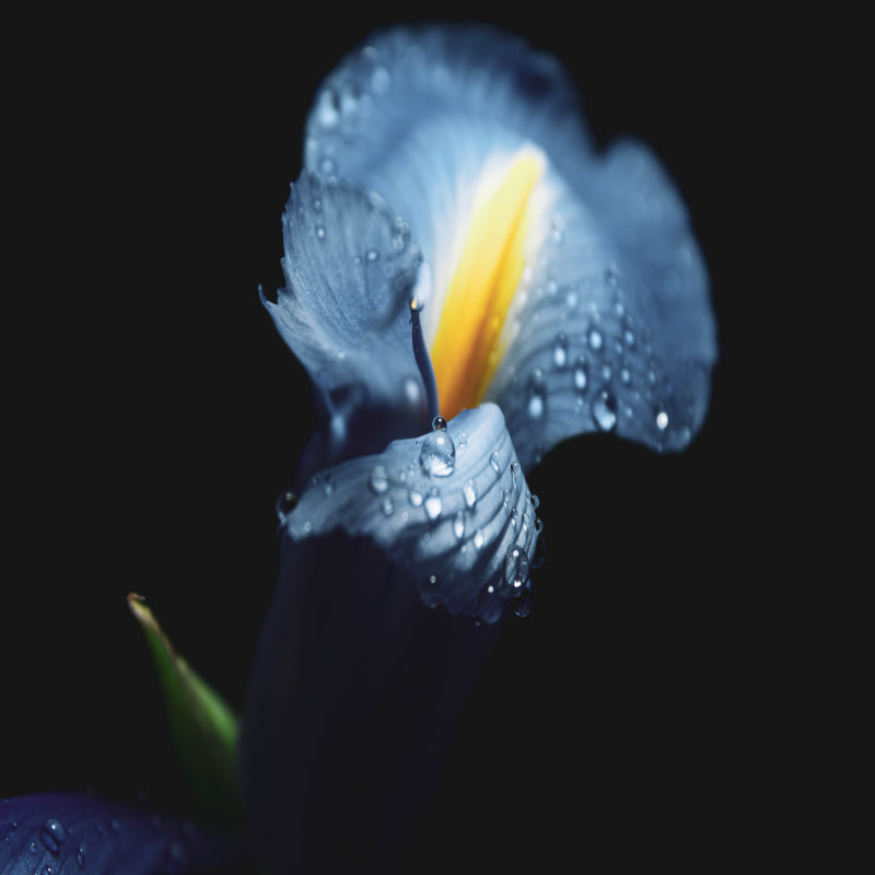 Iris Flower Seeds up to 50%