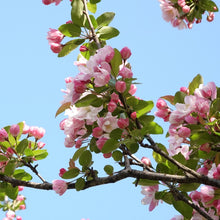 Chinese Crabapple Seeds
