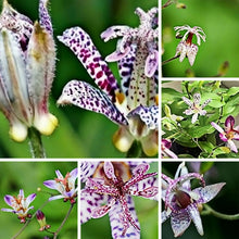 Toad Lily Seeds