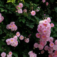 Rosa Multiflora Seeds